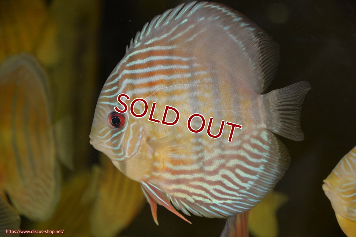 画像3: 【ワイルドディスカス】【通販】【紅赤必至の産地】ラーゴイナヌ タイプレッドエディ【個体販売】15cm（生体）ラーゴイナヌ産 (3)