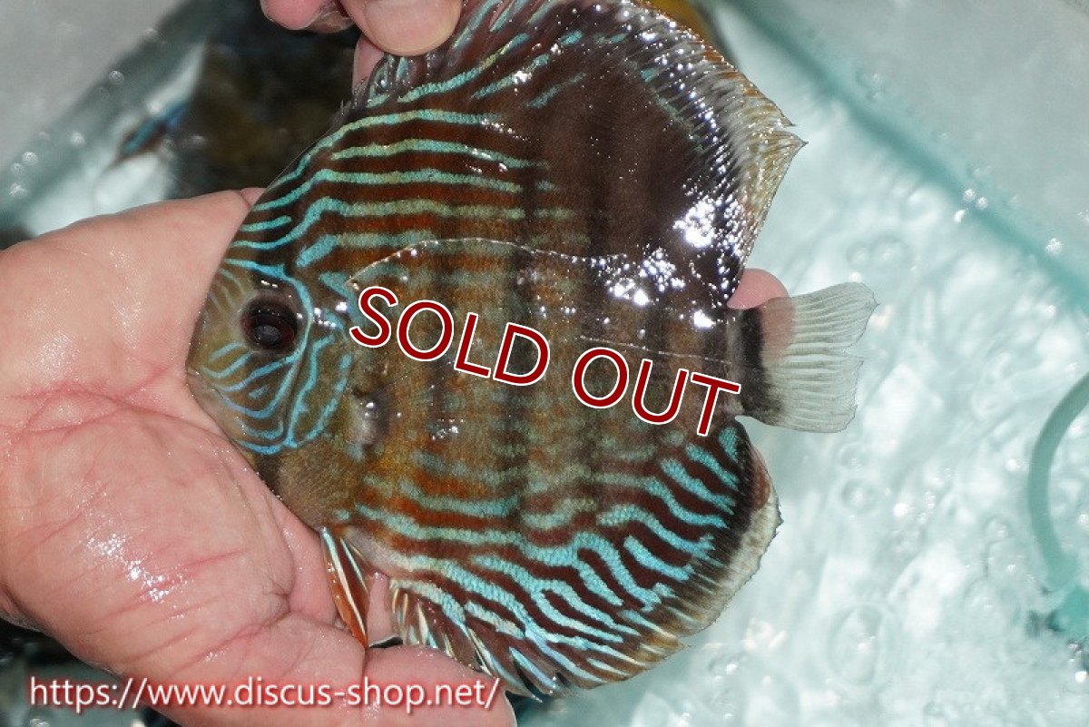 画像4: 【ワイルドディスカス】【通販】【紅赤必至の産地】ラーゴイナヌ タイプレッドエディ【個体販売】15cm（生体）ラーゴイナヌ産 (4)