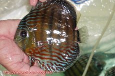 画像1: 【ワイルドディスカス】【通販】【紅赤必至の産地】ラーゴイナヌ タイプレッドエディ【個体販売】15cm（生体）ラーゴイナヌ産 (1)