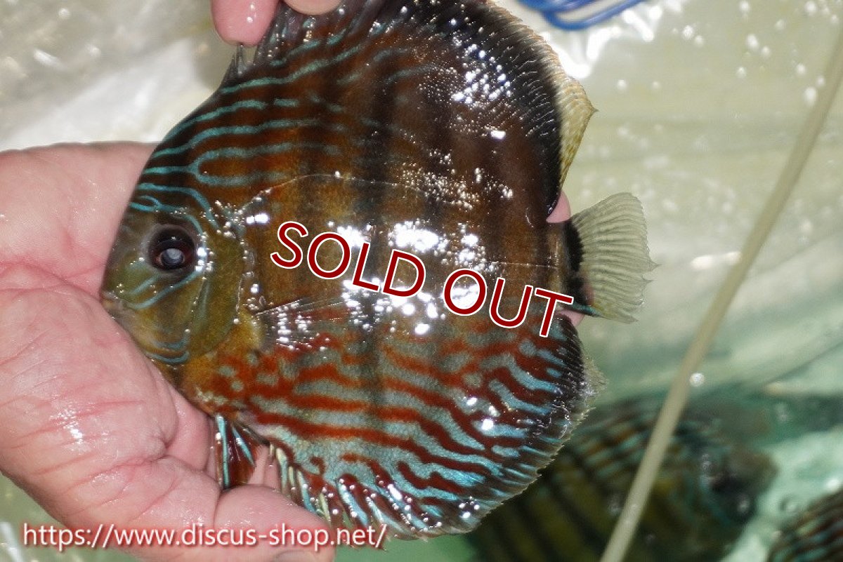 画像2: 【ワイルドディスカス】【通販】【紅赤必至の産地】ラーゴイナヌ タイプレッドエディ【個体販売】15cm（生体）ラーゴイナヌ産 (2)