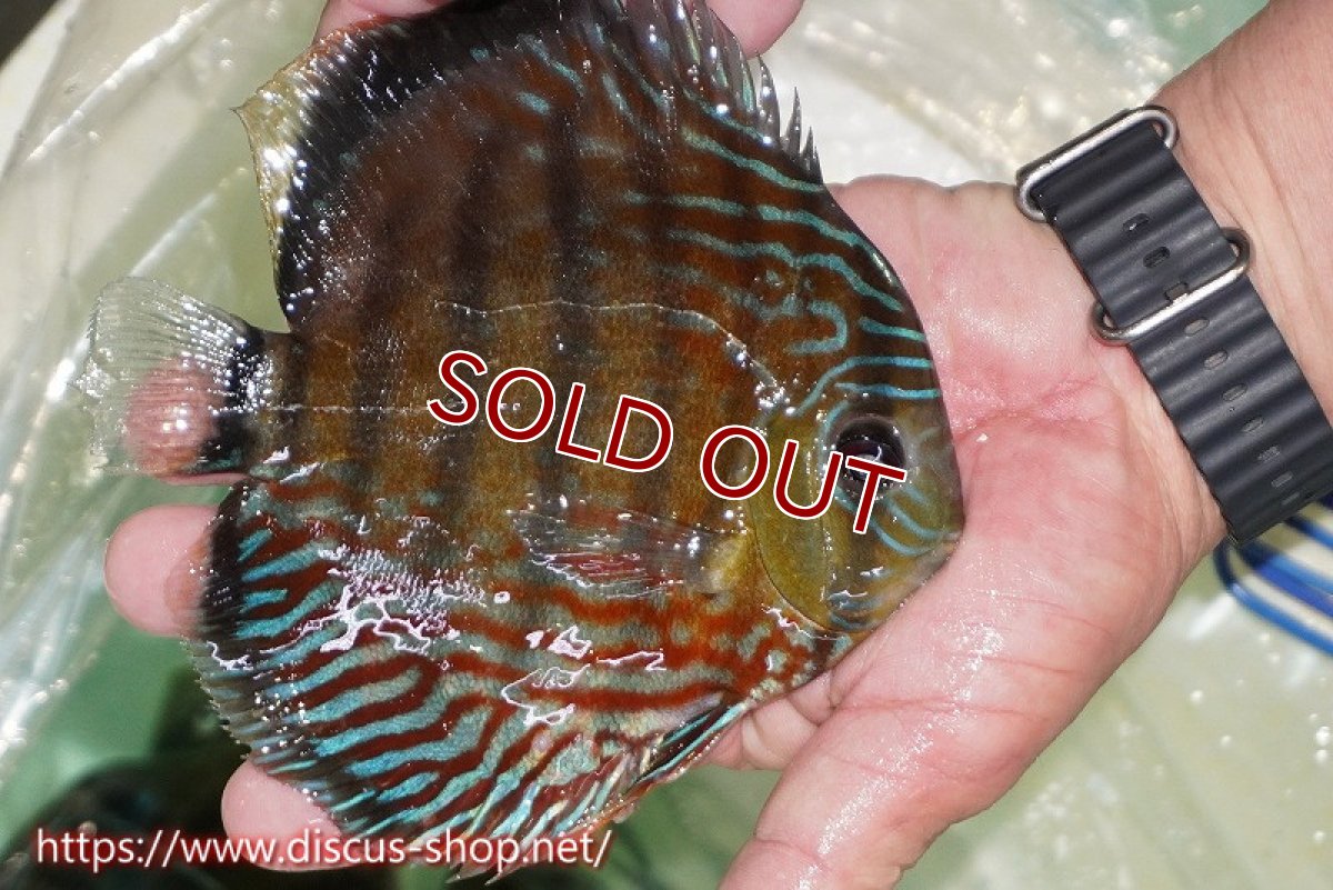 画像3: 【ワイルドディスカス】【通販】【紅赤必至の産地】ラーゴイナヌ タイプレッドエディ【個体販売】15cm（生体）ラーゴイナヌ産 (3)