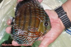 画像3: 【ワイルドディスカス】【通販】【紅赤必至の産地】ラーゴイナヌ タイプレッドエディ【個体販売】15cm（生体）ラーゴイナヌ産 (3)