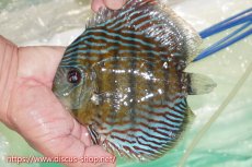 画像1: 【ワイルドディスカス】【通販】【紅赤必至の産地】ラーゴイナヌ タイプレッドエディ【個体販売】15cm（生体）ラーゴイナヌ産 (1)