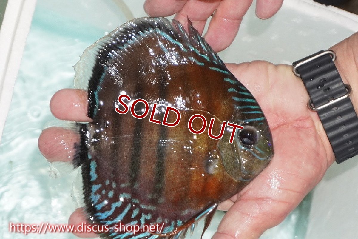 画像2: 【ワイルドディスカス】【通販】【紅赤必至の産地】ラーゴイナヌ レッドデヴィル【個体販売】15cm（生体）ラーゴイナヌ産 (2)