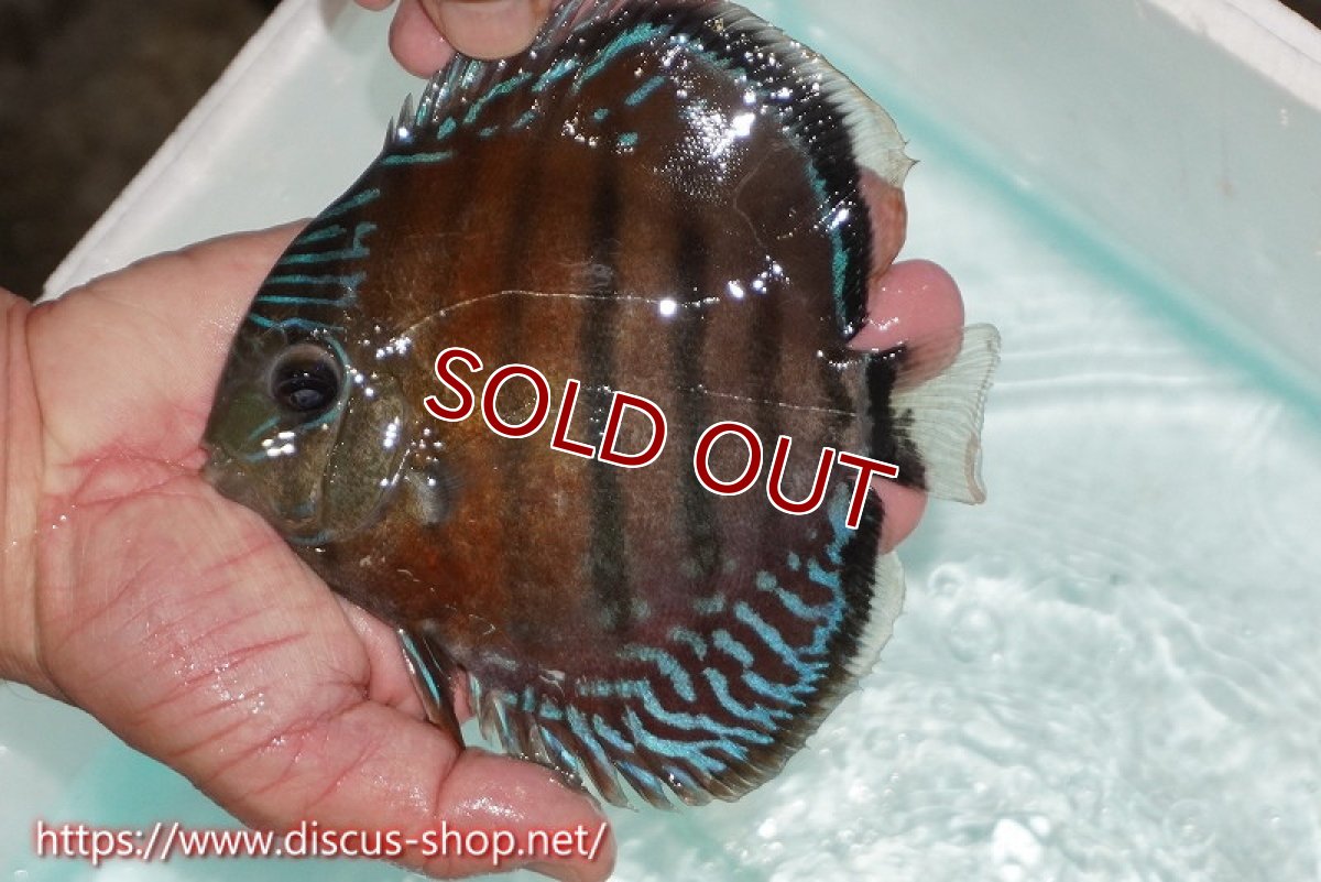 画像3: 【ワイルドディスカス】【通販】【紅赤必至の産地】ラーゴイナヌ レッドデヴィル【個体販売】15cm（生体）ラーゴイナヌ産 (3)