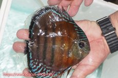 画像4: 【ワイルドディスカス】【通販】【紅赤必至の産地】ラーゴイナヌ レッドデヴィル【個体販売】15cm（生体）ラーゴイナヌ産 (4)