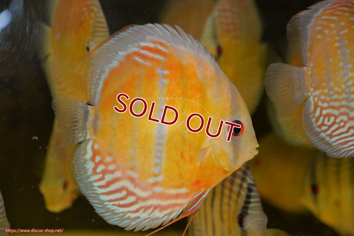 画像1: 【ワイルドディスカス】【通販】【紅赤必至の産地】ラーゴイナヌ レッドデヴィル【個体販売】15cm（生体）ラーゴイナヌ産 (1)