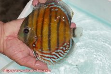 画像1: 【ワイルドディスカス】【通販】【紅赤必至の産地】ラーゴイナヌ レッドデヴィル【個体販売】15cm（生体）ラーゴイナヌ産 (1)