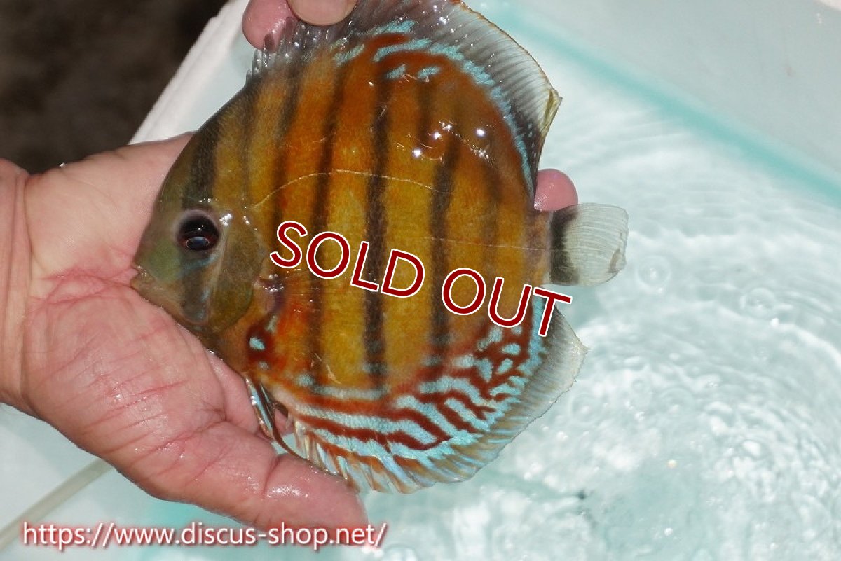 画像2: 【ワイルドディスカス】【通販】【紅赤必至の産地】ラーゴイナヌ レッドデヴィル【個体販売】15cm（生体）ラーゴイナヌ産 (2)