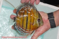 画像2: 【ワイルドディスカス】【通販】【紅赤必至の産地】ラーゴイナヌ レッドデヴィル【個体販売】15cm（生体）ラーゴイナヌ産 (2)