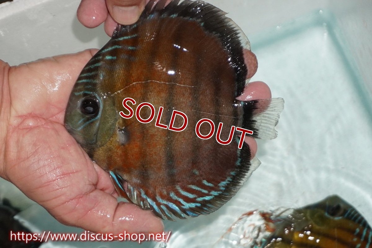 画像2: 【ワイルドディスカス】【通販】【紅赤必至の産地】ラーゴイナヌ レッドデヴィル【個体販売】15cm（生体）ラーゴイナヌ産 (2)