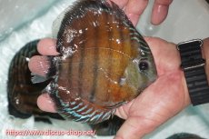 画像2: 【ワイルドディスカス】【通販】【紅赤必至の産地】ラーゴイナヌ レッドデヴィル【個体販売】15cm（生体）ラーゴイナヌ産 (2)