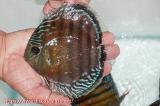 画像1: 【ワイルドディスカス】【通販】【紅赤必至の産地】ラーゴイナヌ レッドデヴィル【個体販売】15cm（生体）ラーゴイナヌ産 (1)