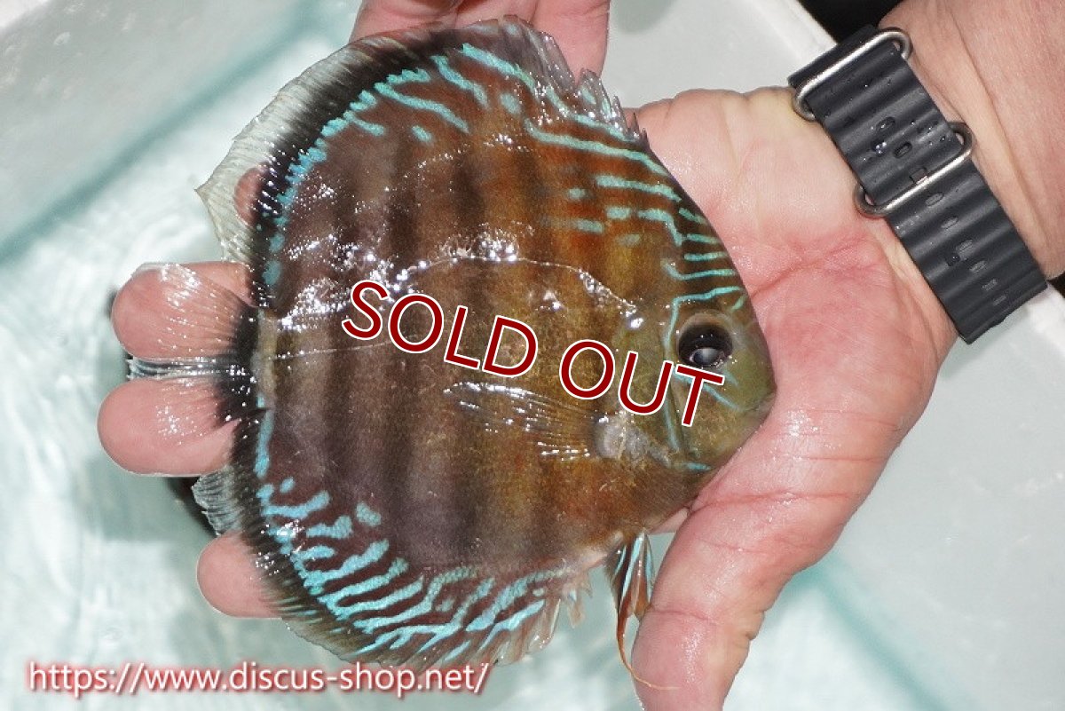 画像2: 【ワイルドディスカス】【通販】【紅赤必至の産地】ラーゴイナヌ レッドデヴィル【個体販売】15cm（生体）ラーゴイナヌ産 (2)