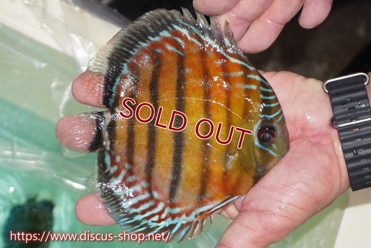 画像2: 【ワイルドディスカス】【通販】【紅赤必至の産地】ラーゴイナヌ レッドデヴィル【個体販売】15cm（生体）ラーゴイナヌ産 (2)