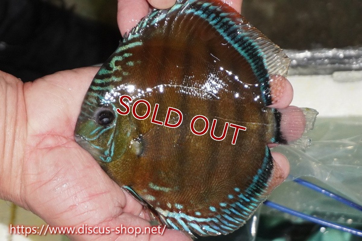 画像1: 【ワイルドディスカス】【通販】【紅赤必至の産地】ラーゴイナヌ レッドデヴィル【個体販売】15cm（生体）ラーゴイナヌ産 (1)