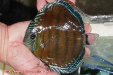 画像1: 【ワイルドディスカス】【通販】【紅赤必至の産地】ラーゴイナヌ レッドデヴィル（金目）【個体販売】15cm（生体）ラーゴイナヌ産 (1)