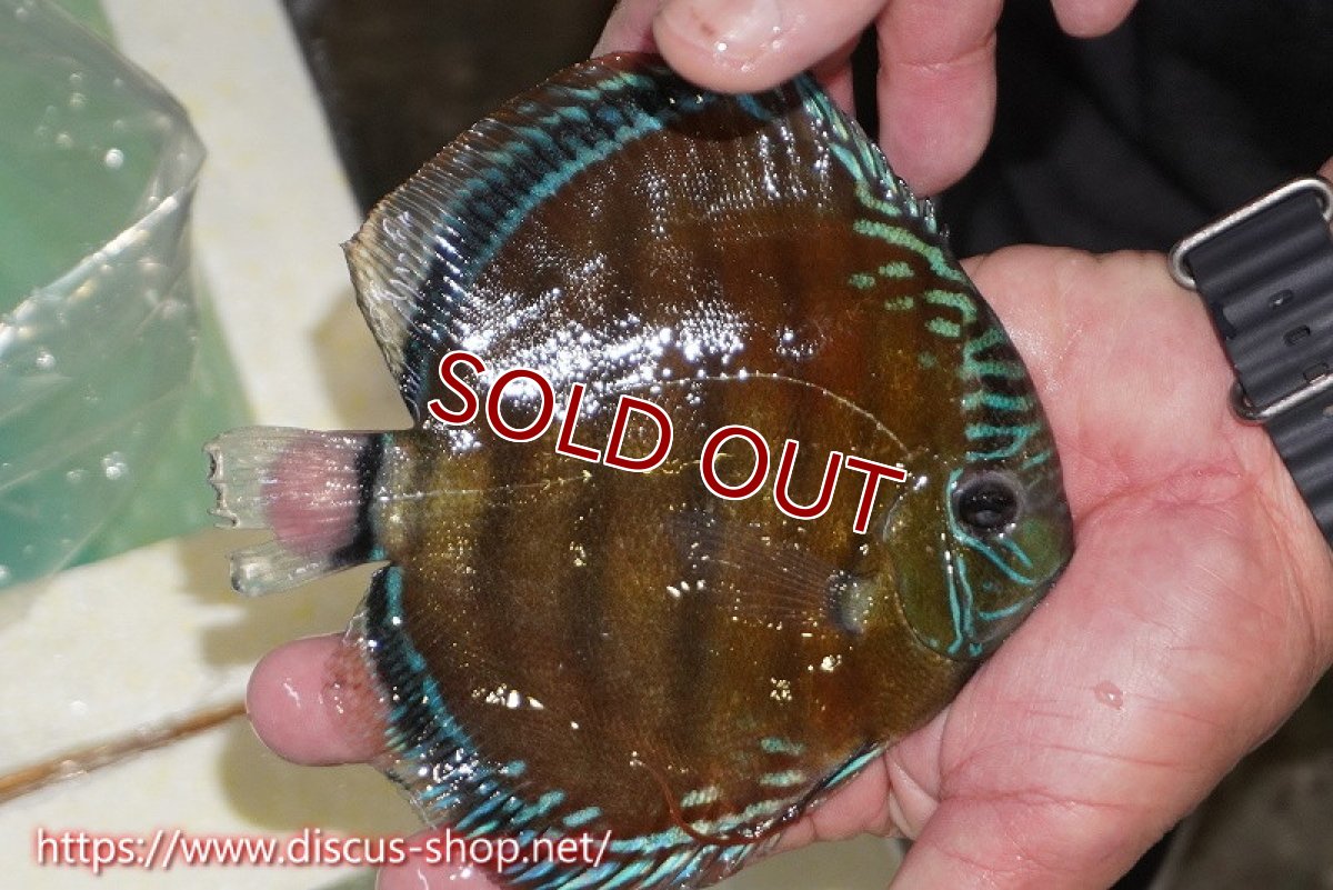 画像2: 【ワイルドディスカス】【通販】【紅赤必至の産地】ラーゴイナヌ レッドデヴィル【個体販売】15cm（生体）ラーゴイナヌ産 (2)