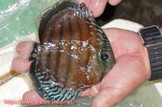 画像3: 【30周年記念セール対象個体】【ワイルドディスカス】【通販】【紅赤必至の産地】ラーゴイナヌ レッドデヴィル【個体販売】15cm（生体）ラーゴイナヌ産 (3)