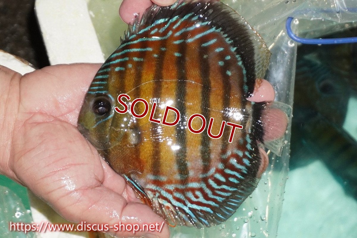 画像1: 【ワイルドディスカス】【通販】【紅赤必至の産地】ラーゴイナヌ レッドデヴィル【個体販売】15cm（生体）ラーゴイナヌ産 (1)