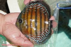 画像1: 【ワイルドディスカス】【通販】【紅赤必至の産地】ラーゴイナヌ レッドデヴィル【個体販売】15cm（生体）ラーゴイナヌ産 (1)