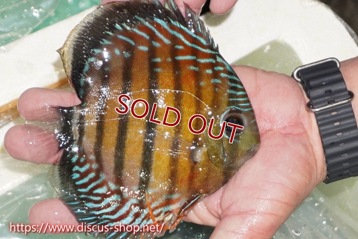 画像2: 【ワイルドディスカス】【通販】【紅赤必至の産地】ラーゴイナヌ レッドデヴィル【個体販売】15cm（生体）ラーゴイナヌ産 (2)