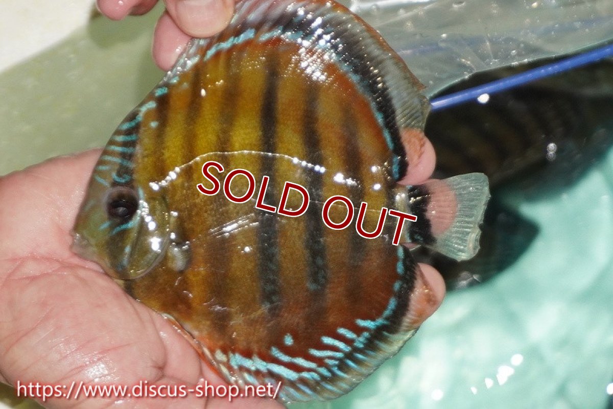 画像1: 【ワイルドディスカス】【通販】【紅赤必至の産地】ラーゴイナヌ レッドデヴィル【個体販売】15cm（生体）ラーゴイナヌ産 (1)