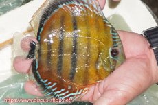 画像2: 【ワイルドディスカス】【通販】【紅赤必至の産地】ラーゴイナヌ レッドデヴィル【個体販売】15cm（生体）ラーゴイナヌ産 (2)