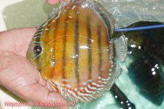 画像1: 【ワイルドディスカス】【通販】【紅赤必至の産地】ラーゴイナヌ レッドデヴィル【個体販売】15cm（生体）ラーゴイナヌ産 (1)