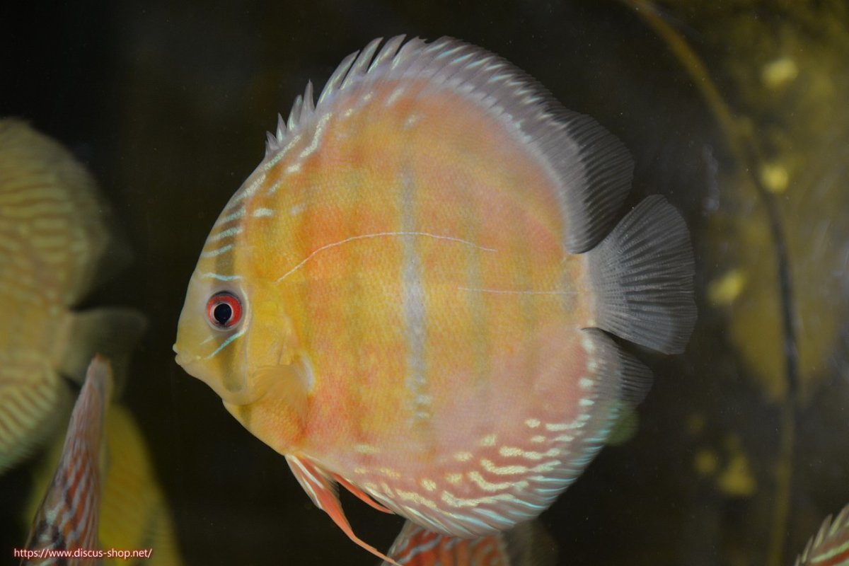 画像2: 【30周年記念セール対象個体】【ワイルドディスカス】【通販】【紅赤必至の産地】ラーゴイナヌ レッドデヴィル【個体販売】15cm（生体）ラーゴイナヌ産 (2)