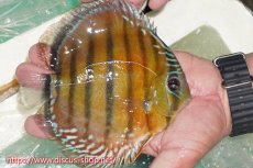 画像2: 【ワイルドディスカス】【通販】【紅赤必至の産地】ラーゴイナヌ レッドデヴィル【個体販売】15cm（生体）ラーゴイナヌ産 (2)