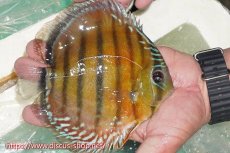 画像5: 【ワイルドディスカス】【通販】【紅赤必至の産地】ラーゴイナヌ レッドデヴィル【個体販売】15cm（生体）ラーゴイナヌ産 (5)