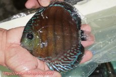 画像1: 【ワイルドディスカス】【通販】【紅赤必至の産地】ラーゴイナヌ レッドデヴィル【個体販売】15cm（生体）ラーゴイナヌ産 (1)