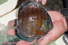 画像2: 【ワイルドディスカス】【通販】【紅赤必至の産地】ラーゴイナヌ レッドデヴィル【個体販売】15cm（生体）ラーゴイナヌ産 (2)