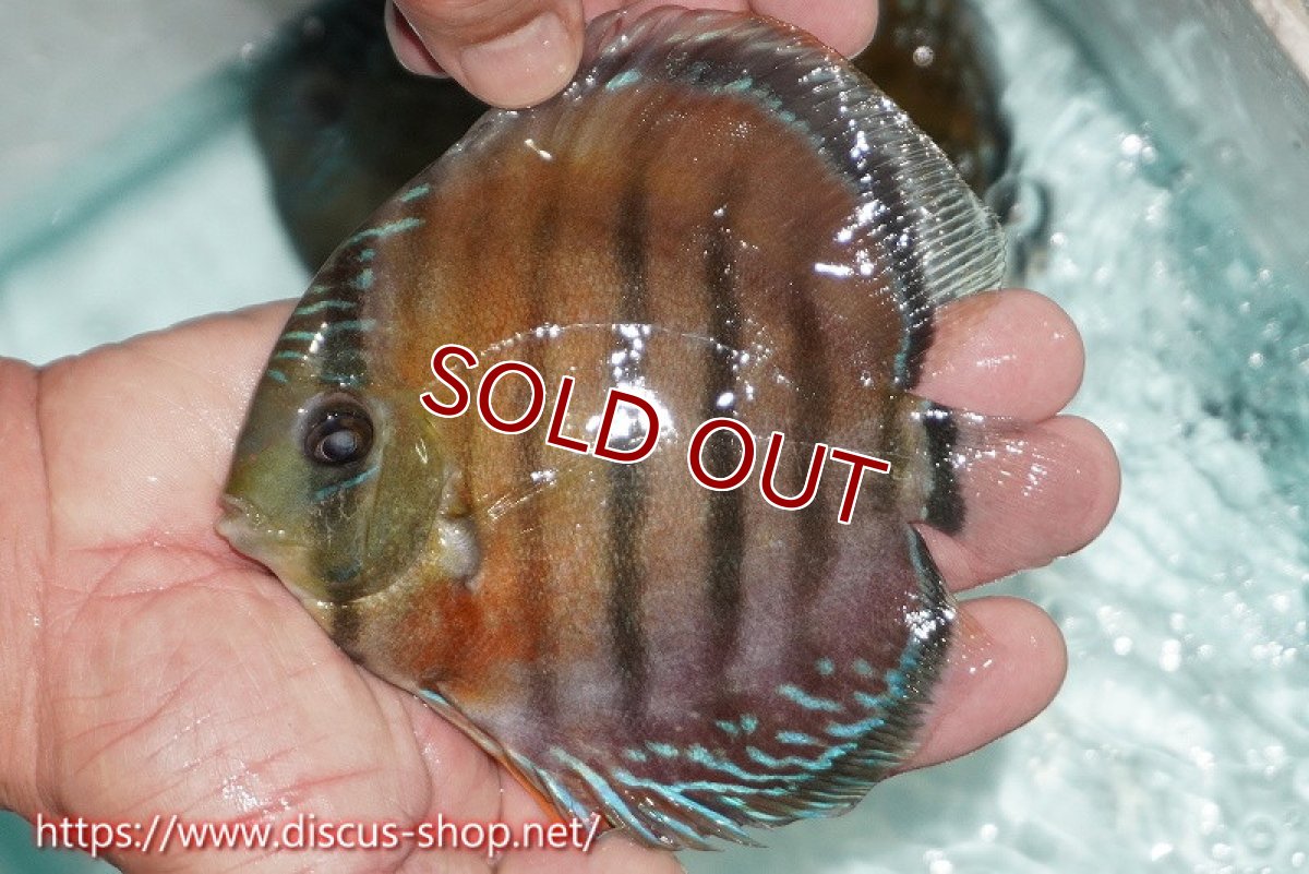 画像1: 【ワイルドディスカス】【通販】【紅赤必至の産地】ラーゴイナヌ レッドデヴィル【個体販売】14cm（生体）ラーゴイナヌ産 (1)