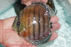 画像1: 【ワイルドディスカス】【通販】【紅赤必至の産地】ラーゴイナヌ レッドデヴィル【個体販売】14cm（生体）ラーゴイナヌ産 (1)