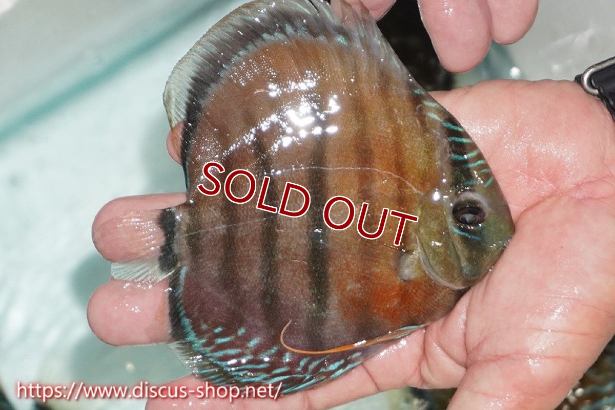 画像2: 【ワイルドディスカス】【通販】【紅赤必至の産地】ラーゴイナヌ レッドデヴィル【個体販売】14cm（生体）ラーゴイナヌ産 (2)