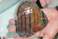 画像2: 【ワイルドディスカス】【通販】【紅赤必至の産地】ラーゴイナヌ レッドデヴィル【個体販売】14cm（生体）ラーゴイナヌ産 (2)