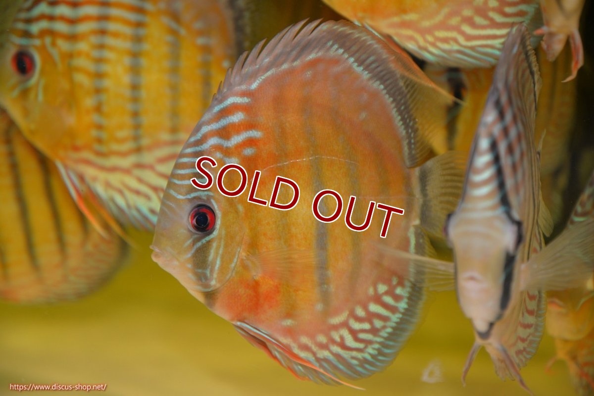 画像1: 【ワイルドディスカス】【通販】【紅赤必至の産地】ラーゴイナヌ レッドデヴィル【個体販売】15cm（生体）ラーゴイナヌ産 (1)