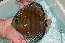 画像1: 【ワイルドディスカス】【通販】【紅赤必至の産地】ラーゴイナヌ レッドデヴィル【個体販売】15cm（生体）ラーゴイナヌ産 (1)