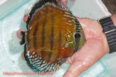 画像2: 【ワイルドディスカス】【通販】【紅赤必至の産地】ラーゴイナヌ レッドデヴィル【個体販売】15cm（生体）ラーゴイナヌ産 (2)