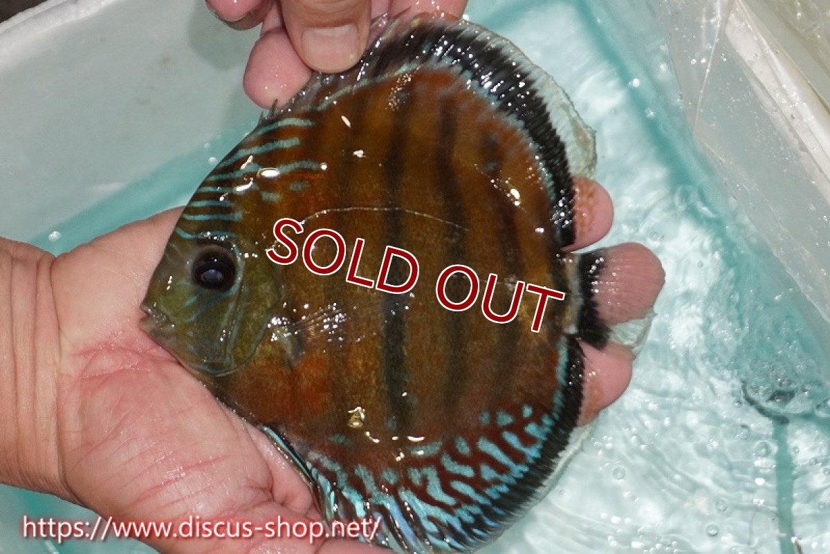 画像3: 【ワイルドディスカス】【通販】【紅赤必至の産地】ラーゴイナヌ レッドデヴィル【個体販売】15cm（生体）ラーゴイナヌ産 (3)