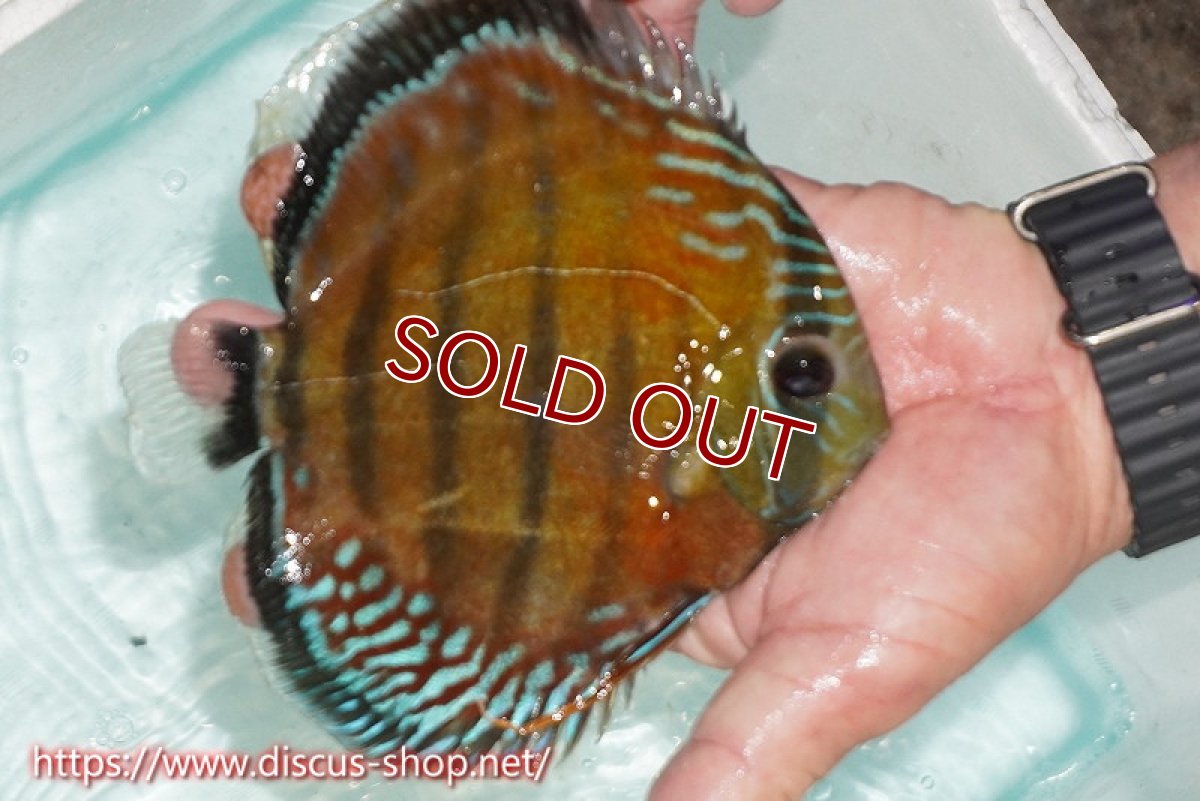 画像4: 【ワイルドディスカス】【通販】【紅赤必至の産地】ラーゴイナヌ レッドデヴィル【個体販売】15cm（生体）ラーゴイナヌ産 (4)