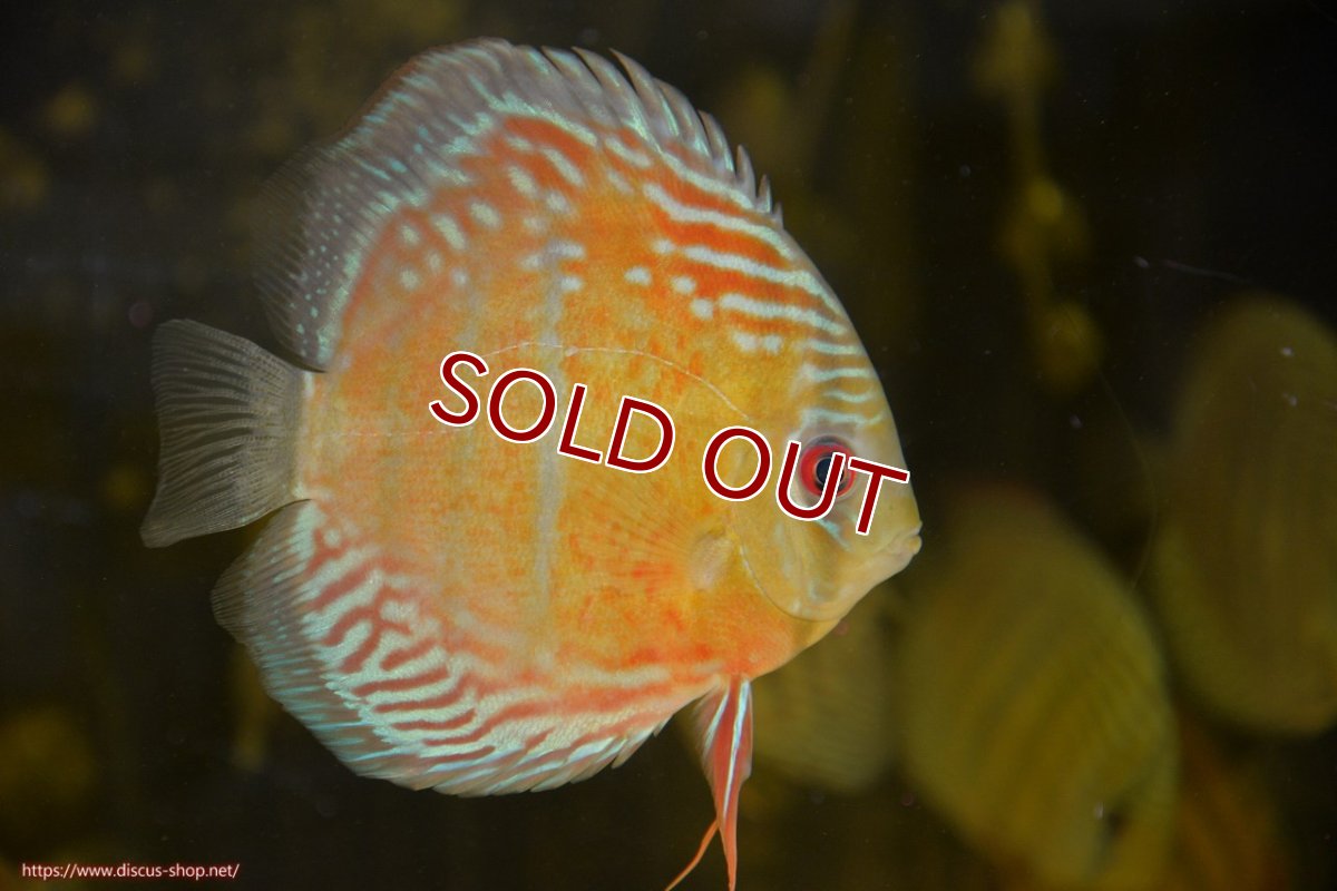 画像1: 【ワイルドディスカス】【通販】【紅赤必至の産地】ラーゴイナヌ レッドデヴィル【個体販売】15cm（生体）ラーゴイナヌ産 (1)