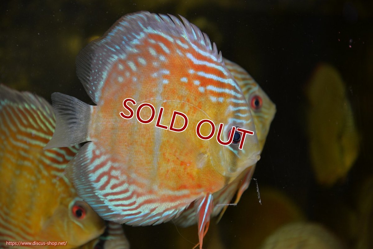 画像2: 【ワイルドディスカス】【通販】【紅赤必至の産地】ラーゴイナヌ レッドデヴィル【個体販売】15cm（生体）ラーゴイナヌ産 (2)