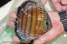 画像2: 【ワイルドディスカス】【通販】【紅赤必至の産地】ラーゴイナヌ レッドデヴィル【個体販売】15cm（生体）ラーゴイナヌ産 (2)