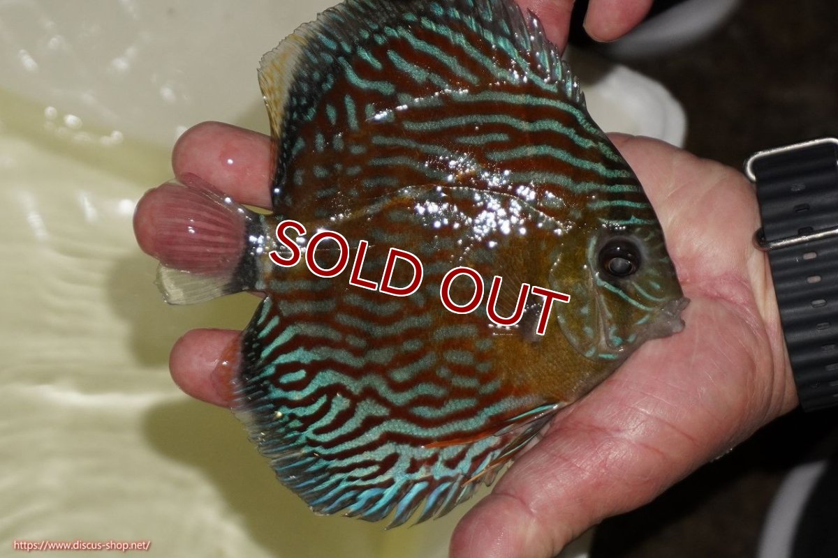 画像2: 【ワイルドディスカス】【通販】【紅赤必至の産地】ラーゴイナヌ タイプロイヤルレッドエディ（金目）【個体販売】15-16ｃｍ（生体）ラーゴイナヌ産 (2)