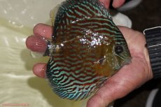 画像2: 【ワイルドディスカス】【通販】【紅赤必至の産地】ラーゴイナヌ タイプロイヤルレッドエディ（金目）【個体販売】15-16ｃｍ（生体）ラーゴイナヌ産 (2)