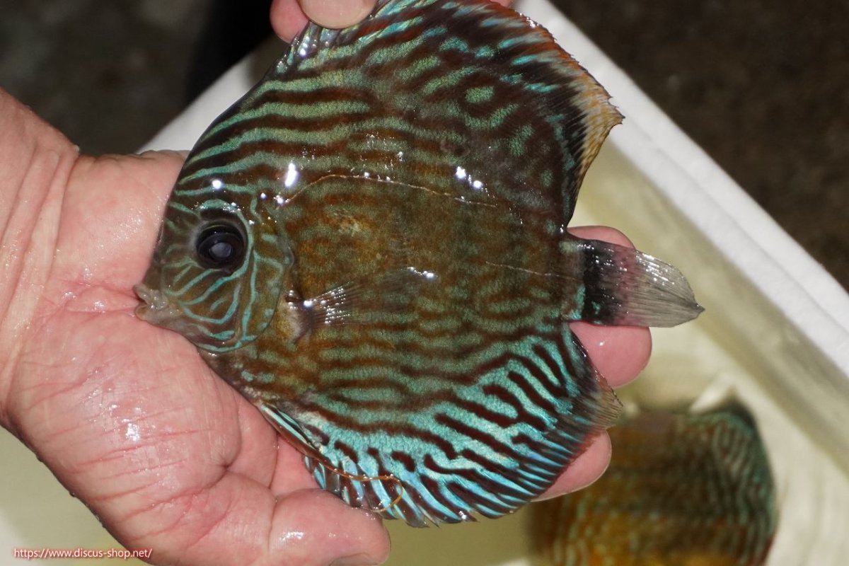 画像1: 【ワイルドディスカス】【通販】【紅赤必至の産地】ラーゴイナヌ タイプロイヤルレッドエディ（金目）【個体販売】15-16ｃｍ（生体）ラーゴイナヌ産 (1)