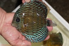 画像1: 【ワイルドディスカス】【通販】【紅赤必至の産地】ラーゴイナヌ タイプロイヤルレッドエディ（金目）【個体販売】15-16ｃｍ（生体）ラーゴイナヌ産 (1)